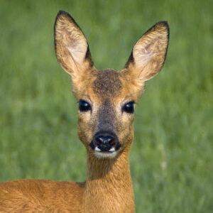 Politie zoekt getuigen introductie vos