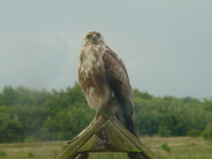 Buizerd Foto Gribbert Ruygh
