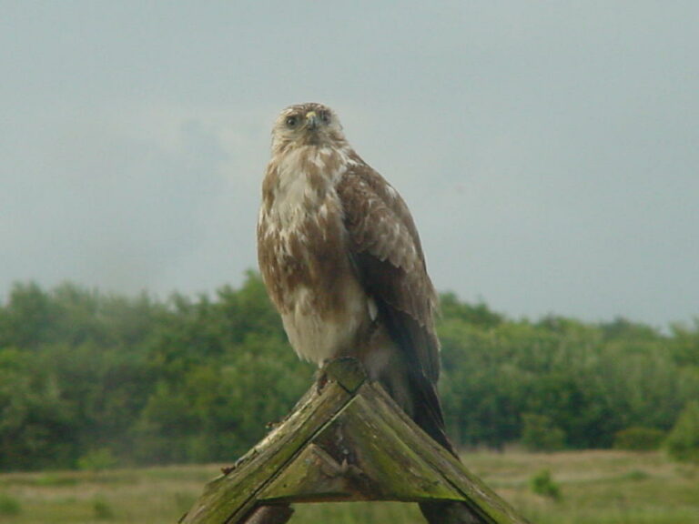 Buizerd Foto Gribbert Ruygh