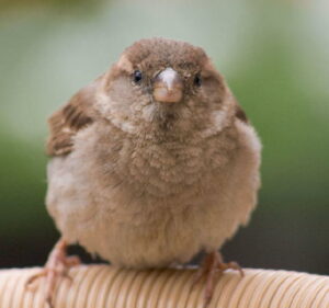 Stop met voeren vogels