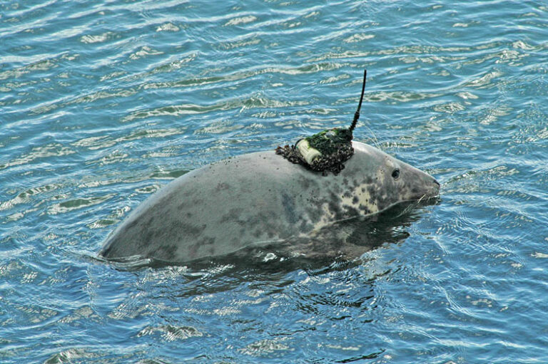 Dierproeven op zeehonden