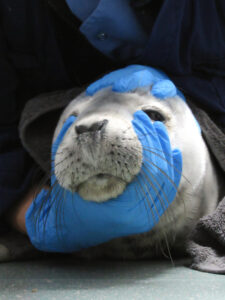 Zeehond