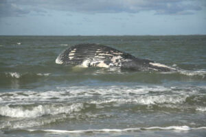 Walvis op het Suudwest