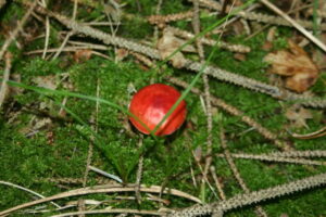 paddestoelen