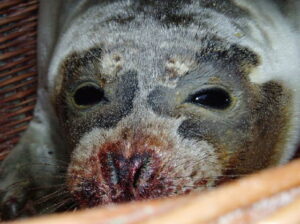 Zeehond