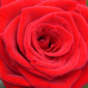 Ramses is vertrokken