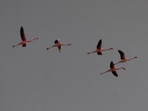 Flamingo's op het wad