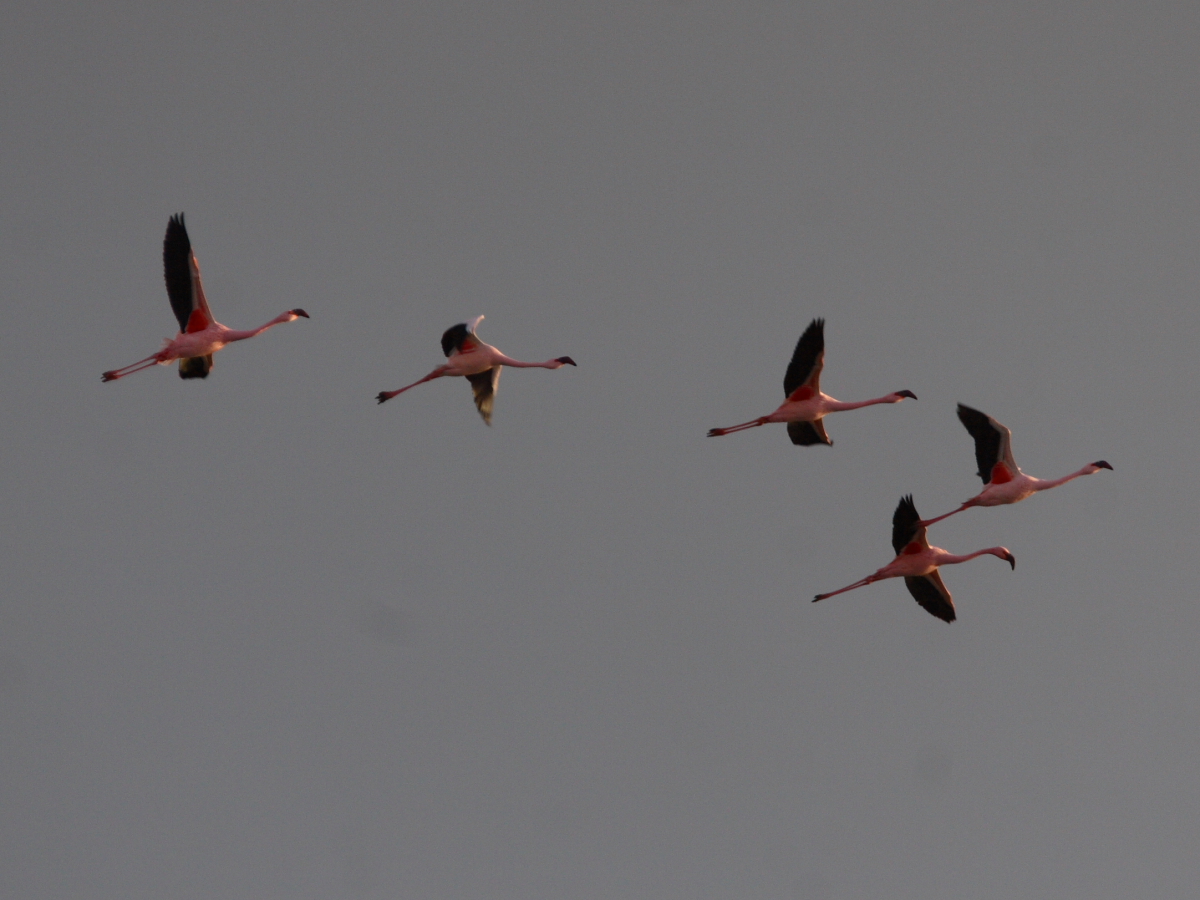 Flamingo's op het wad