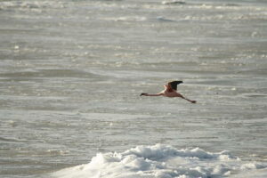 Flamingo's © Rinnie Wijnstra