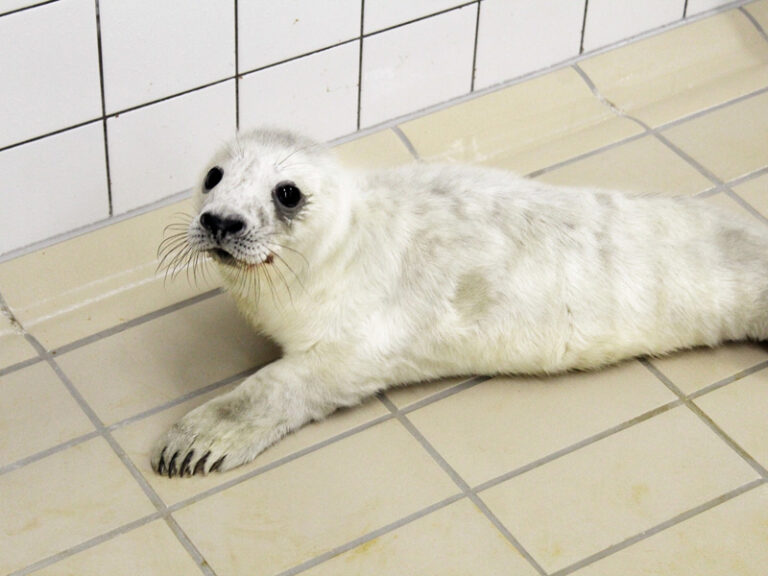 grijze zeehond