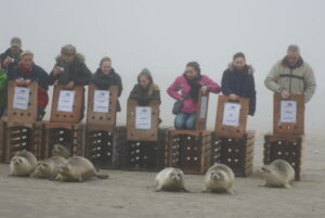 Mistige zeehonden vrijlaatdag