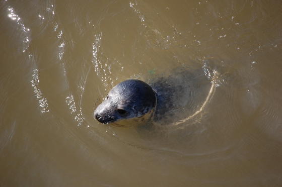 Zeehond met strop