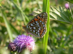 Duinparelmoervlinder