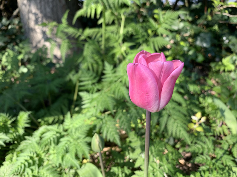 Ameland Tulp