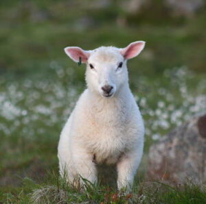 Lamsvlees op de film