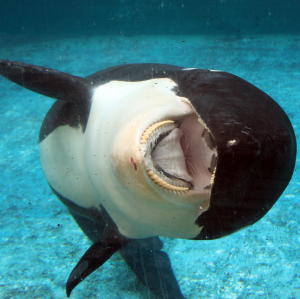 Amelandse orka in TV documentaire