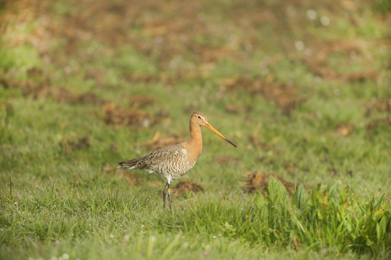 weidevogels