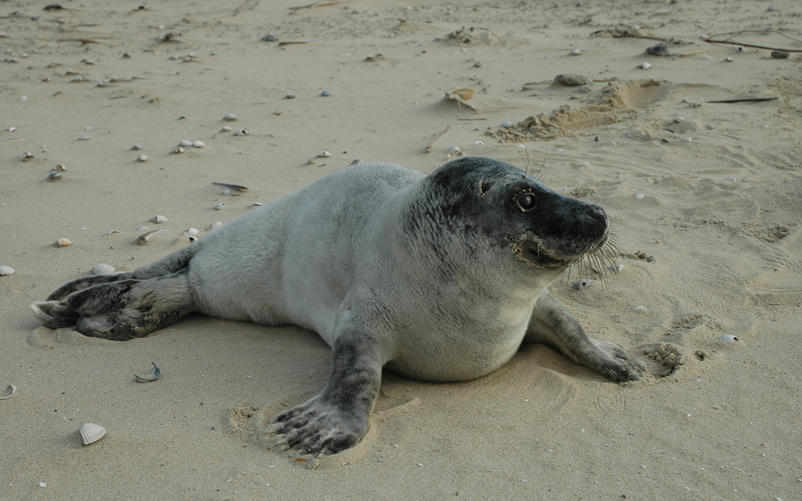 zeehond