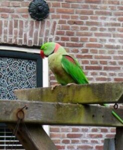 Grote Alexanderparkiet