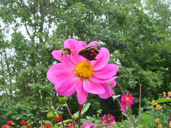 Dahlia