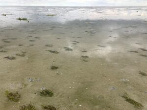 Goed jaar voor zeegrasherstel Waddenzee