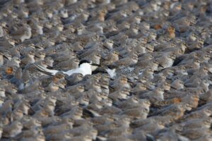 Frans Lanting photo Award