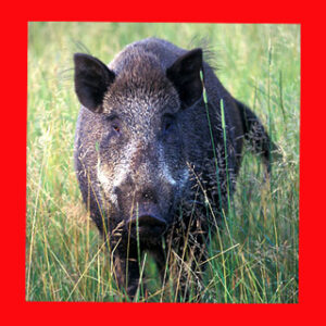 Wilde zwijnen op Ameland