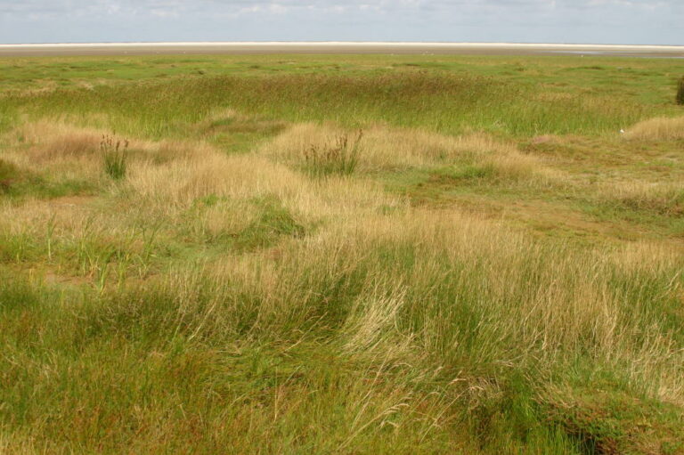 Groene strand