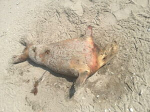 Zeehond zonder hoofdinhoud