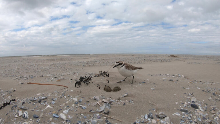 strandplevier