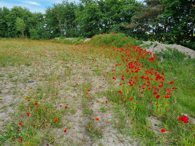 16. Mijn Ameland Foto