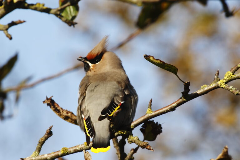 Pestvogel