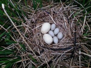 Nest