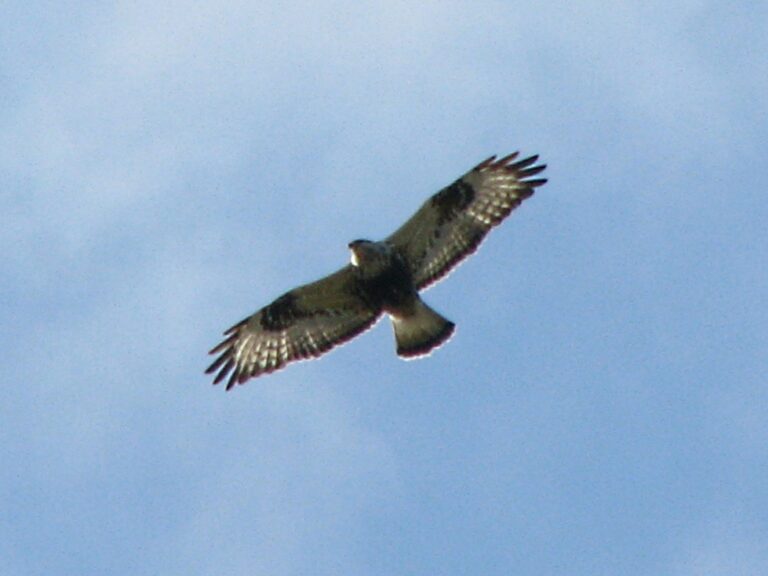 Ruigpootbuizerd