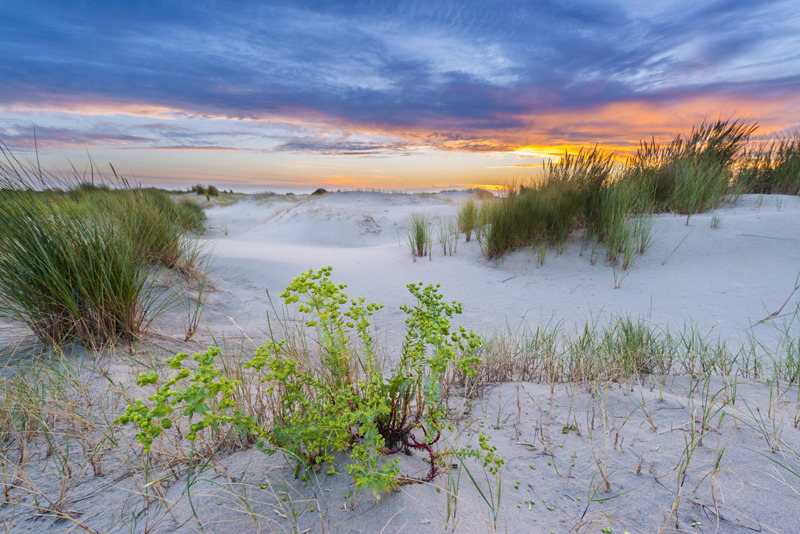 Dag van de Duinen