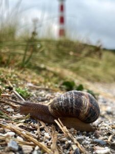 48.Mijn Ameland Foto