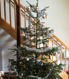 Kerstbomen opruimen