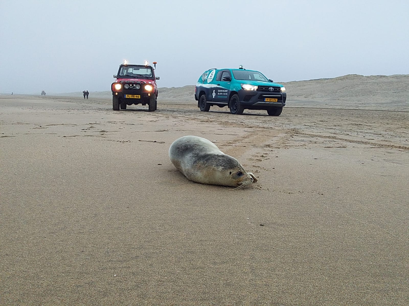 zeehond