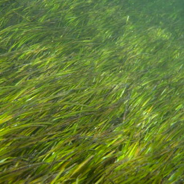 Zeegrasherstel bedreigd door schimmel