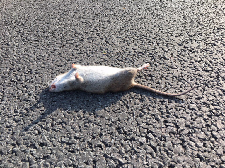rat