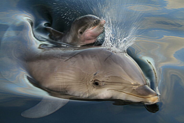 Dolfinarium