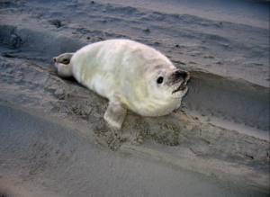 grijze zeehond