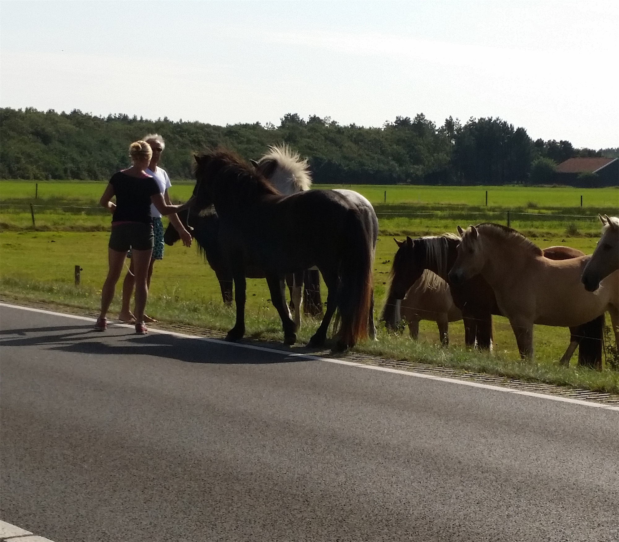 Paarden op de weg