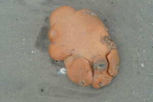 Strandvondst
