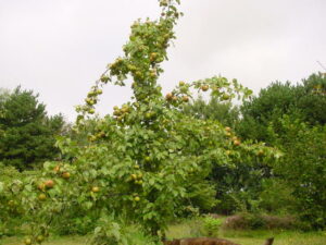 Appels