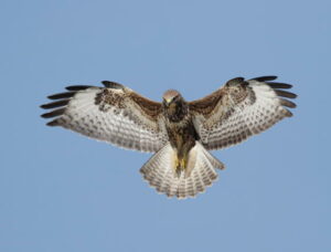 Roofvogel