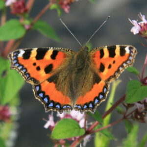 Tuinvlindertelling op 5