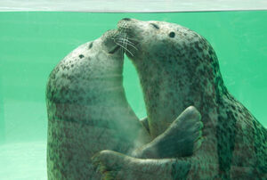 Drie zeehonden van Terschelling al dood