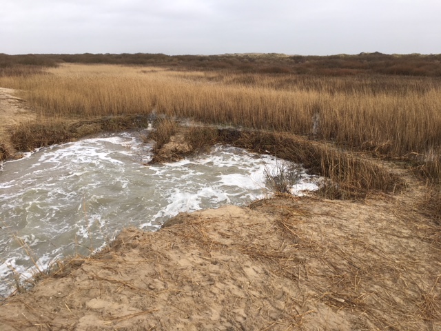 Brak water in rietplak Lange Dunen