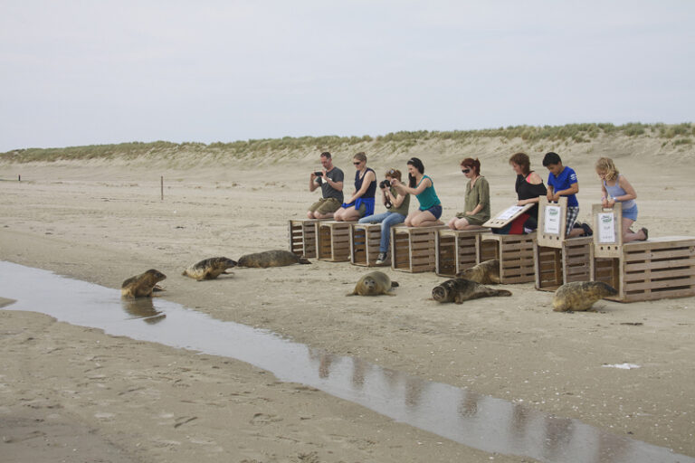 grijze zeehond